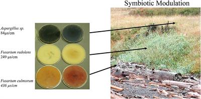 Symbiotic Modulation as a Driver of Niche Expansion of Coastal Plants in the San Juan Archipelago of Washington State